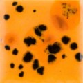 CG1013 - Papaya